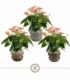 Anthurium