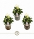 Anthurium
