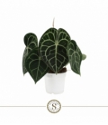 Anthurium