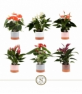 Anthurium