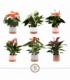 Anthurium