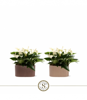 Anthurium