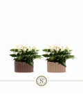 Anthurium