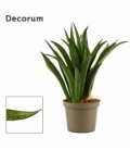 Sansevieria