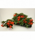 Begonia