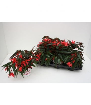 Begonia