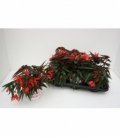 Begonia