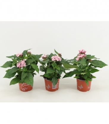 Pentas