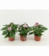Pentas