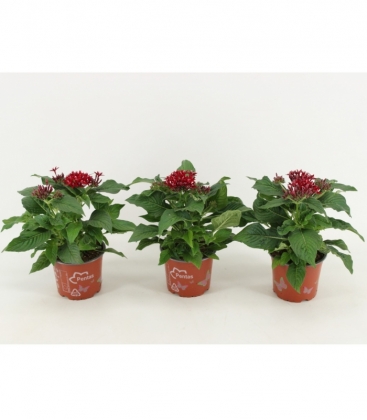Pentas