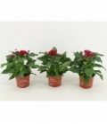 Pentas