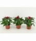Pentas