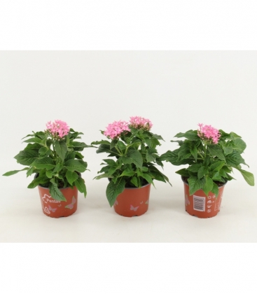 Pentas