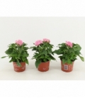 Pentas