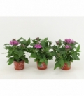 Pentas