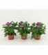 Pentas