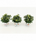 Solanum