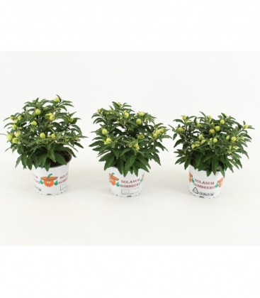 Solanum