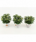 Solanum