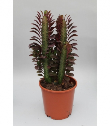 Euphorbia