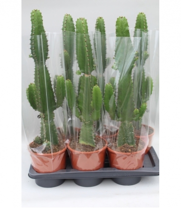 Euphorbia