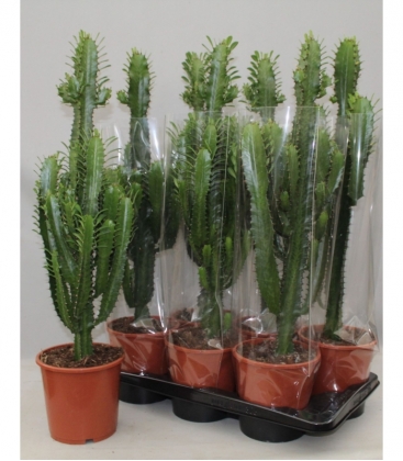 Euphorbia