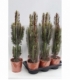 Euphorbia