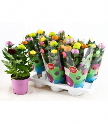 Chrysanthemum