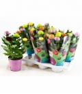 Chrysanthemum