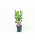 Syringa