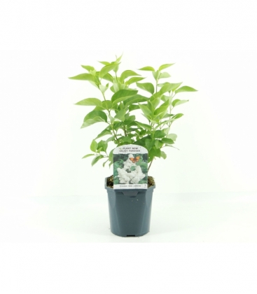 Syringa