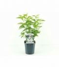 Syringa