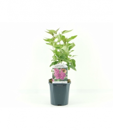 Syringa