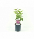 Syringa