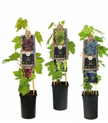 Vitis