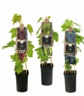 Vitis