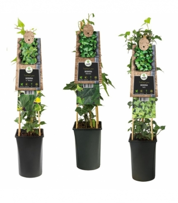 Hedera