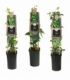 Hedera