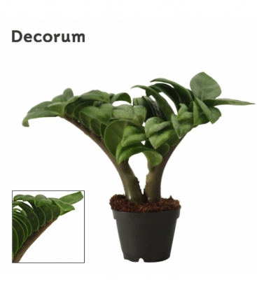 Zamioculcas