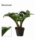Zamioculcas