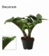 Zamioculcas