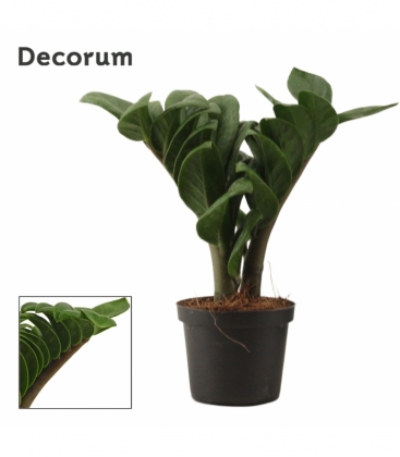 Zamioculcas