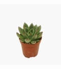 Echeveria