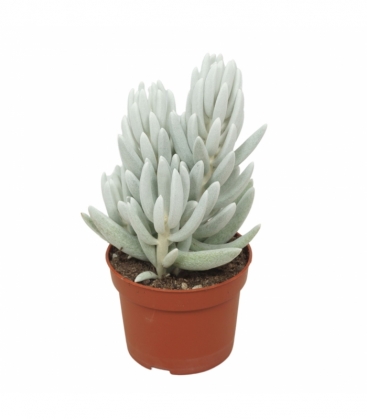 Senecio