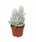 Senecio