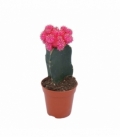 Gymnocalycium