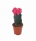 Gymnocalycium