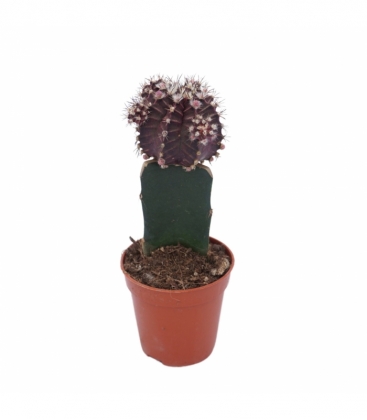 Gymnocalycium