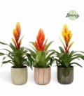 Vriesea