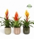 Vriesea